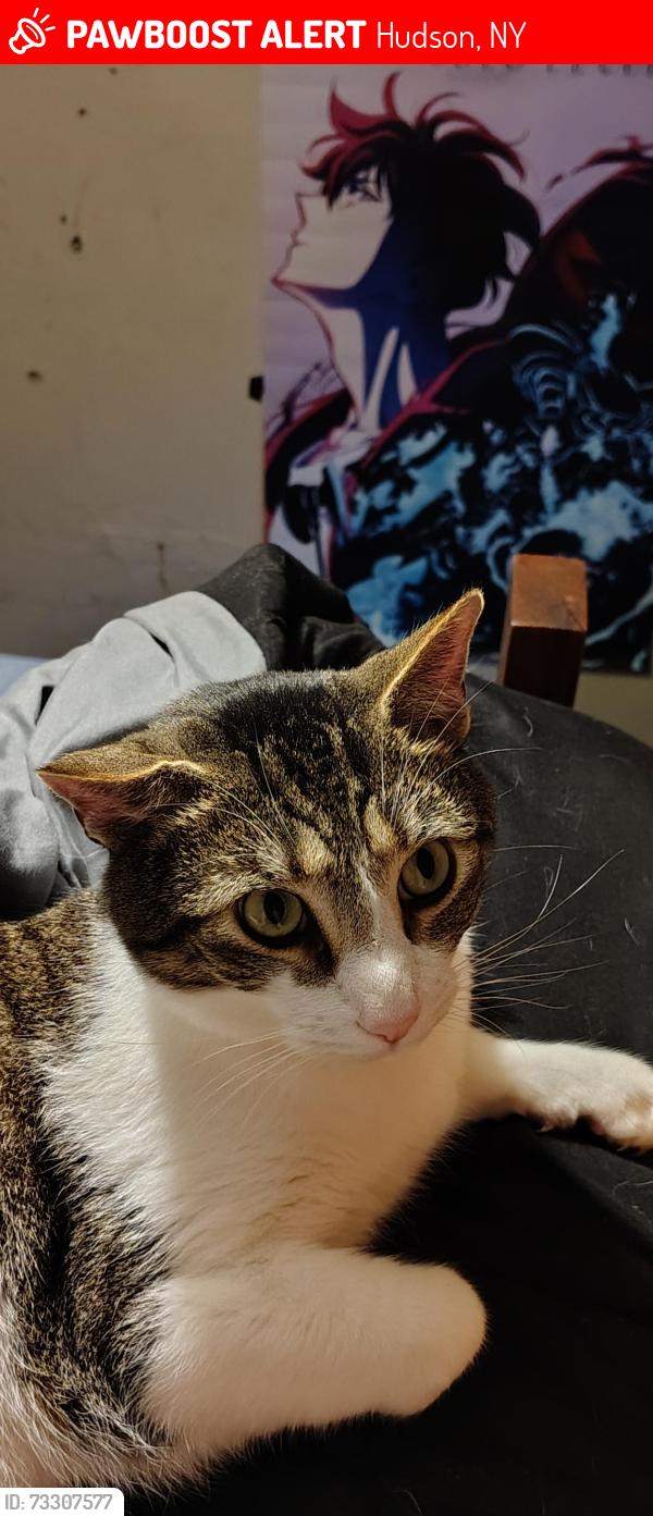 Lost Male Cat last seen ??, Hudson, NY 12534
