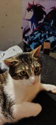 Lost Male Cat last seen ??, Hudson, NY 12534