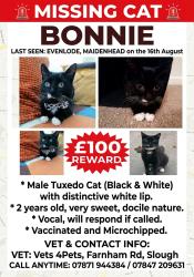 Lost Male Cat last seen Evenlode Maidenhead, Berkshire, England 