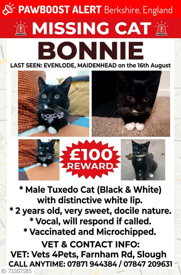 Lost Male Cat last seen Evenlode Maidenhead, Berkshire, England 