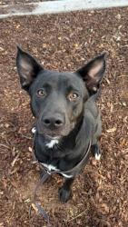 Shelter Stray Male Dog last seen Parking lot in Clairemont, San Diego, CA, 92111, 5500 Gaines St, San Diego, CA 92110, USA