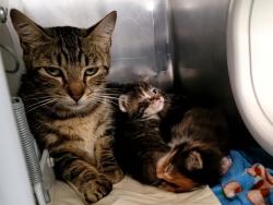Shelter Stray Female Cat last seen Delafield Avenue, STATEN ISLAND, NY, 10310, 3139 Veterans Rd W, Staten Island, NY 10309, USA