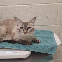 Shelter Stray Female Cat last seen Near S Commerce Drive, MURRAY CITY, UT, 84107, 511 W 3900 S, Salt Lake City, UT 84123, USA