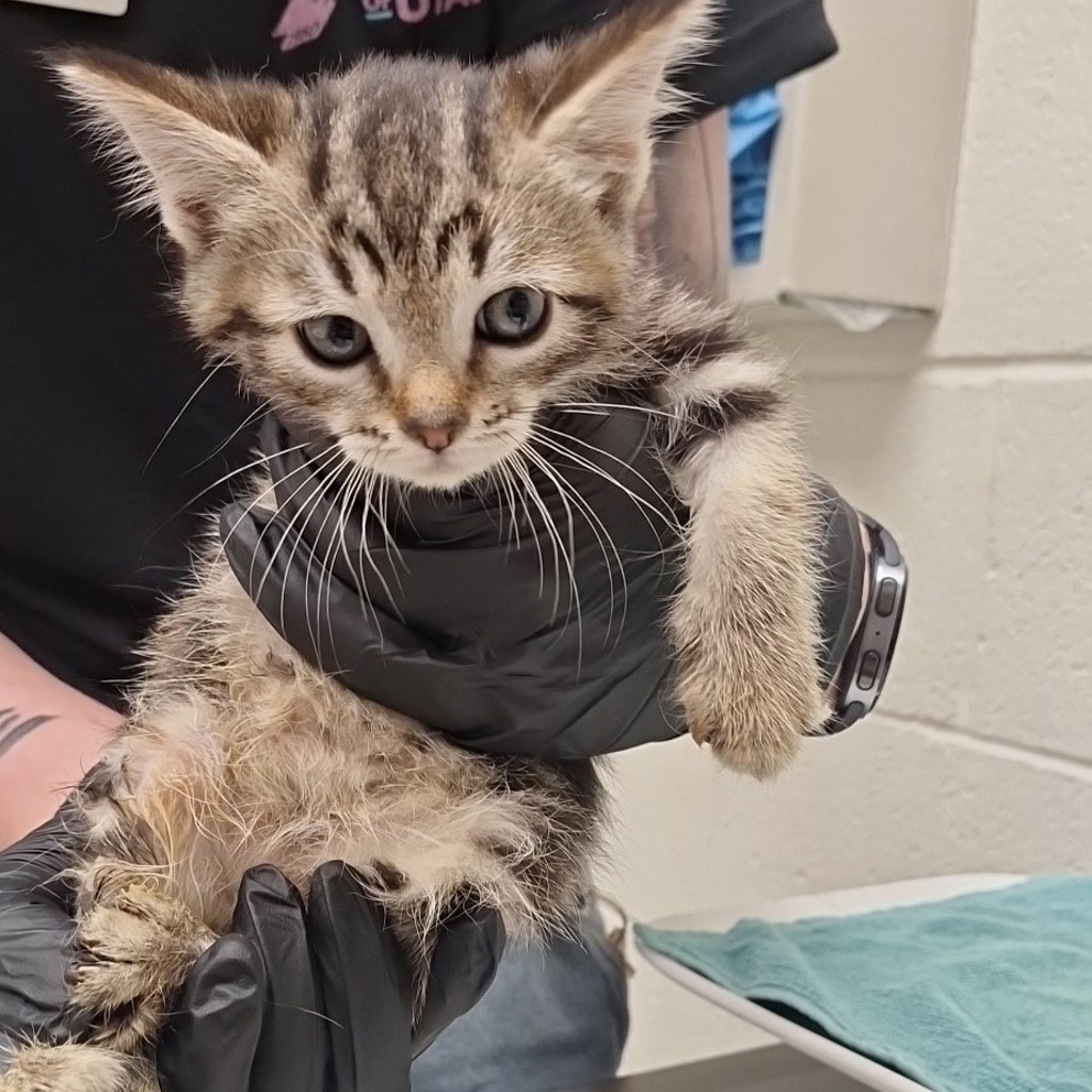 Shelter Stray Female Cat last seen Near S Commerce Drive, MURRAY CITY, UT, 84107, 511 W 3900 S, Salt Lake City, UT 84123, USA