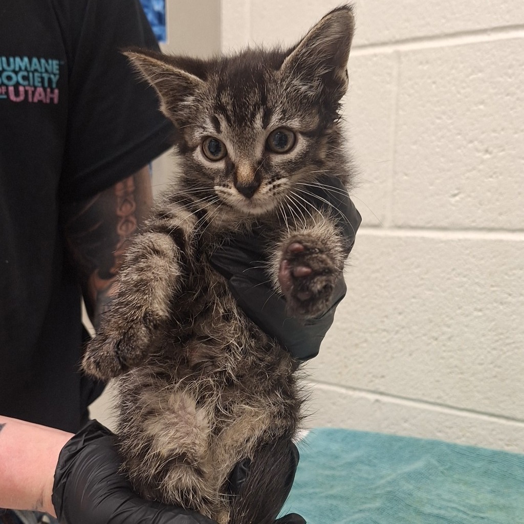 Shelter Stray Male Cat last seen Near S Commerce Drive, MURRAY CITY, UT, 84107, 511 W 3900 S, Salt Lake City, UT 84123, USA