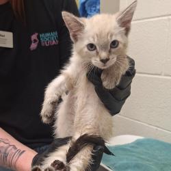 Shelter Stray Female Cat last seen Near S Commerce Drive, MURRAY CITY, UT, 84107, 511 W 3900 S, Salt Lake City, UT 84123, USA