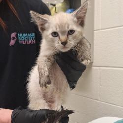 Shelter Stray Male Cat last seen Near S Commerce Drive, MURRAY CITY, UT, 84107, 511 W 3900 S, Salt Lake City, UT 84123, USA