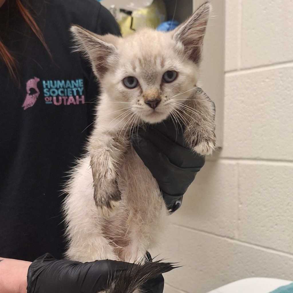 Shelter Stray Male Cat last seen Near S Commerce Drive, MURRAY CITY, UT, 84107, 511 W 3900 S, Salt Lake City, UT 84123, USA