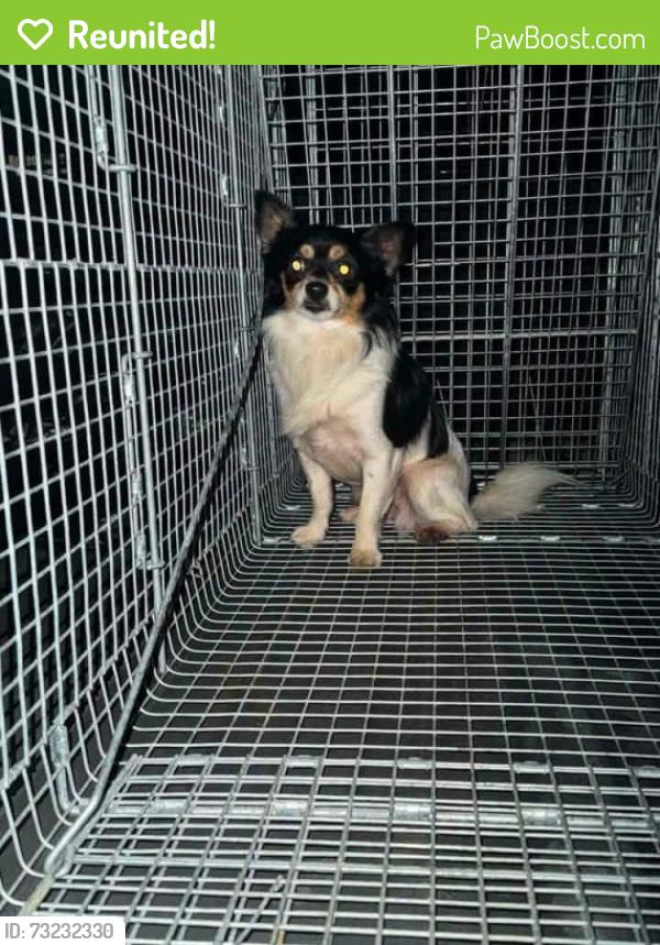 Reunited Male Dog last seen 13th st and 18th ave sw Cedar Rapids, Cedar Rapids, IA 52404