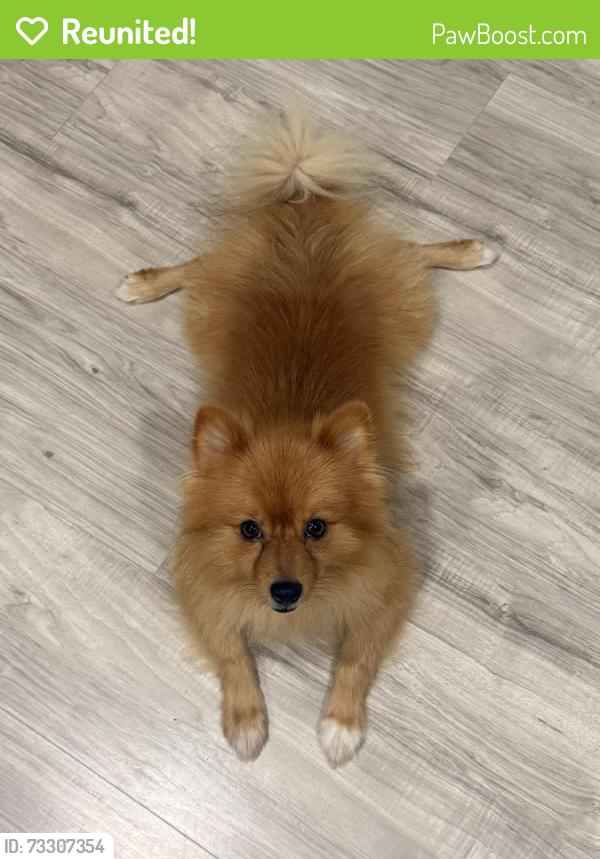 Reunited Male Dog last seen Sulfur Springs, Tampa, FL 33604