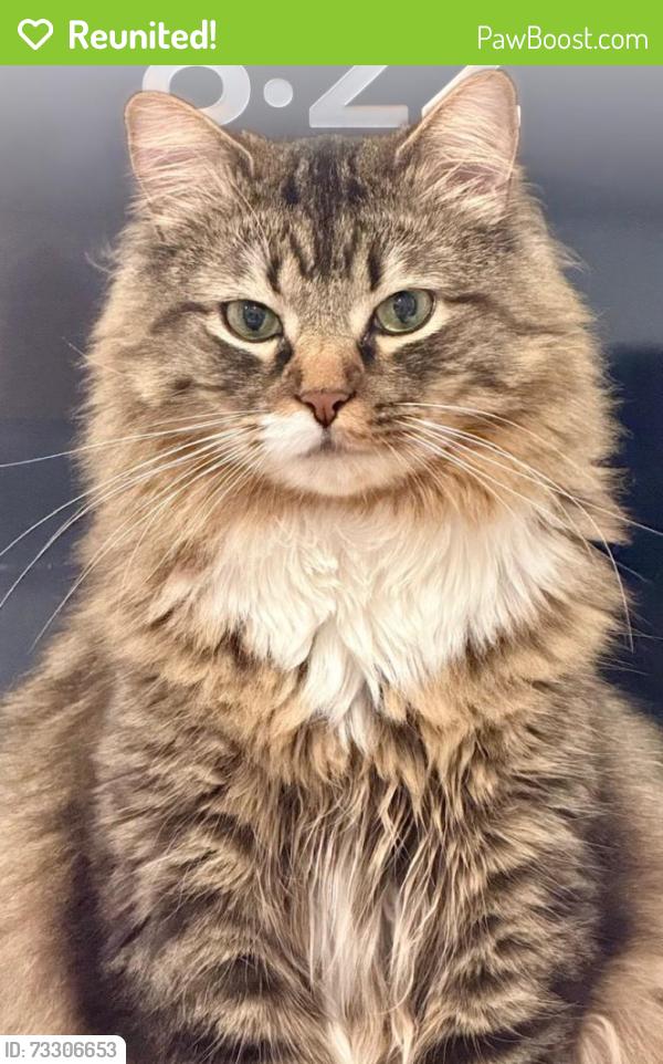 Reunited Male Cat last seen Forum Fitzsimons Apartments, Aurora, CO 80011