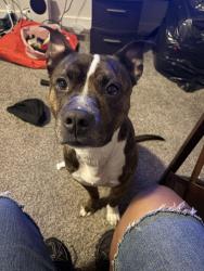 Lost Male Dog last seen Campostella area, Norfolk, VA 23523