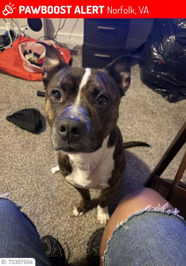 Lost Male Dog last seen Campostella area, Norfolk, VA 23523