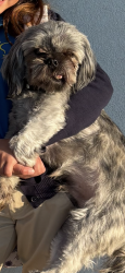 Lost Male Dog last seen Horizon & darrington, Horizon City, TX 79928