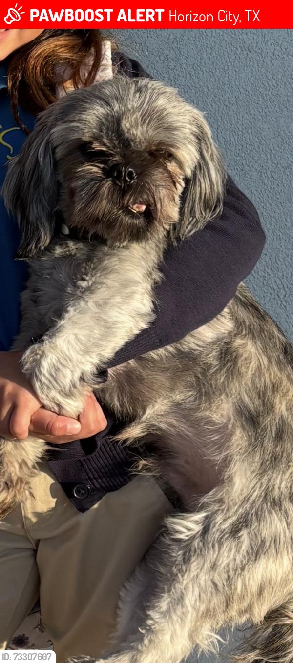 Lost Male Dog last seen Horizon & darrington, Horizon City, TX 79928