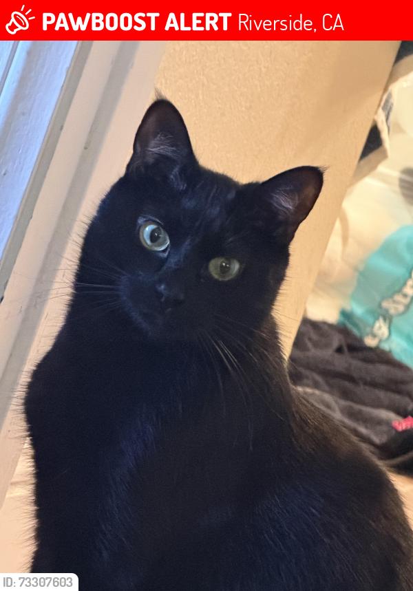 Lost Male Cat last seen Owen st, Riverside, CA 92505