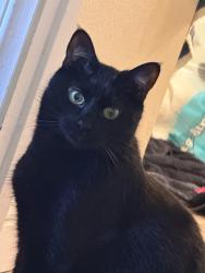 Lost Male Cat last seen Owen st, Riverside, CA 92505