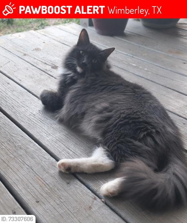 Lost Male Cat last seen Woodcreek drive and Stonehouse Circle, Wimberley, TX 78676