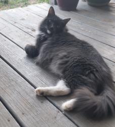 Lost Male Cat last seen Woodcreek drive and Stonehouse Circle, Wimberley, TX 78676