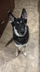 Lost Female Dog last seen riley street, Ottawa County, MI 49464