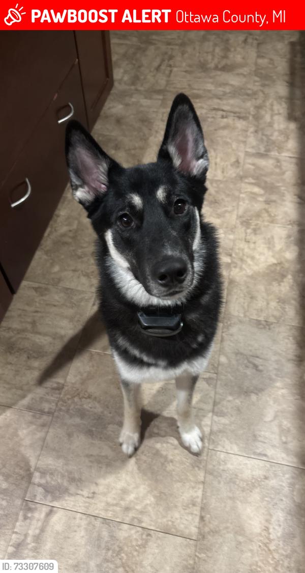 Lost Female Dog last seen riley street, Ottawa County, MI 49464