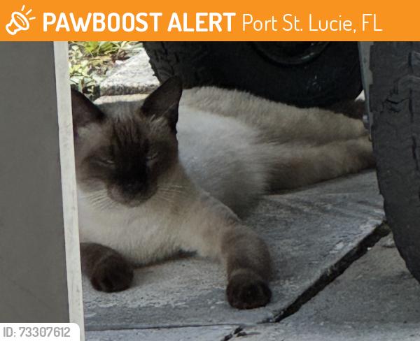 Found/Stray Male Cat last seen We have him looking for owner tried to contact but no answer, Port St. Lucie, FL 34953