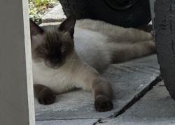 Found/Stray Male Cat last seen We have him looking for owner tried to contact but no answer, Port St. Lucie, FL 34953