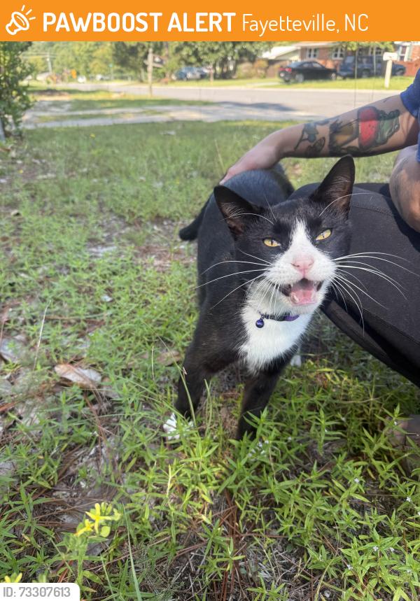 Found/Stray Unknown Cat last seen Poplar, Fayetteville, NC 28304
