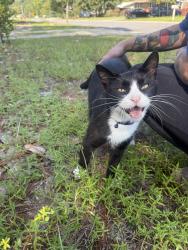 Found/Stray Unknown Cat last seen Poplar, Fayetteville, NC 28304