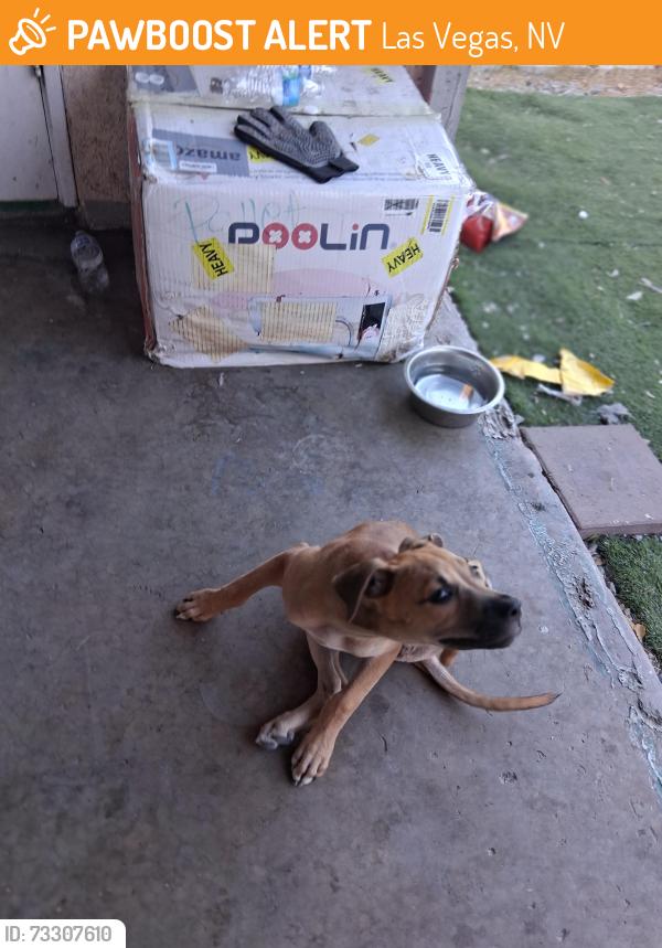 Found/Stray Female Dog last seen H street just roaming the street, Las Vegas, NV 89106