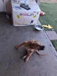 Found/Stray Female Dog last seen H street just roaming the street, Las Vegas, NV 89106