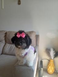 Lost Female Dog last seen Albany ave.., Hartford, CT 06112