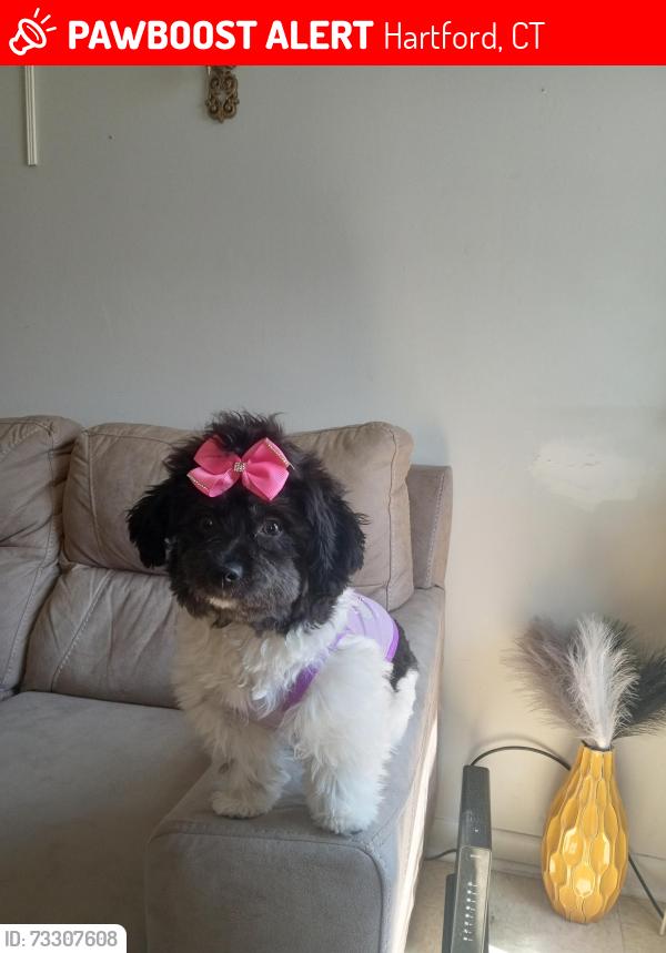 Lost Female Dog last seen Albany ave.., Hartford, CT 06112