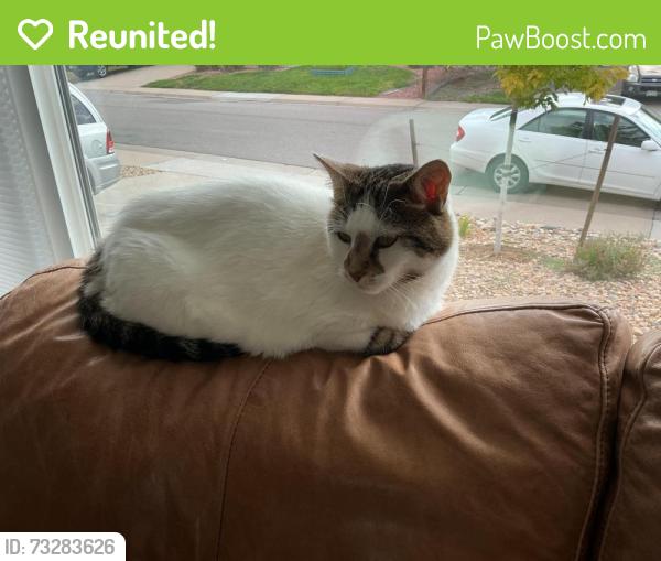 Reunited Female Cat last seen Arapahoe and Fairfax, Centennial, CO 80121