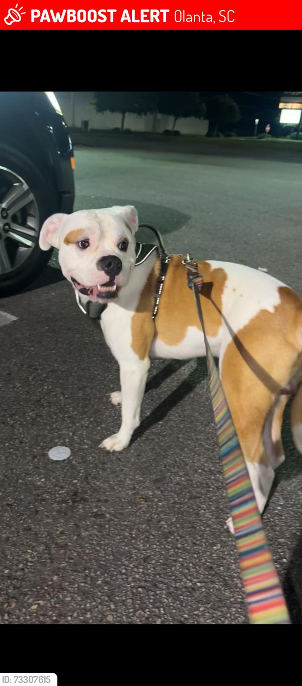 Lost Male Dog last seen Near baker st, Olanta, SC 29114