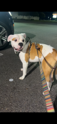 Lost Male Dog last seen Near baker st, Olanta, SC 29114