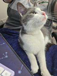 Reunited Unknown Cat last seen Roberts road and international street., Columbus, OH 43228