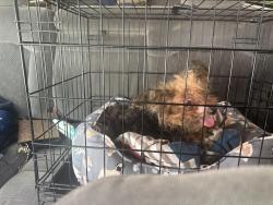 Lost Female Dog last seen Anvil dr, Houston, TX 77090