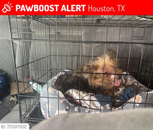 Lost Female Dog last seen Anvil dr, Houston, TX 77090