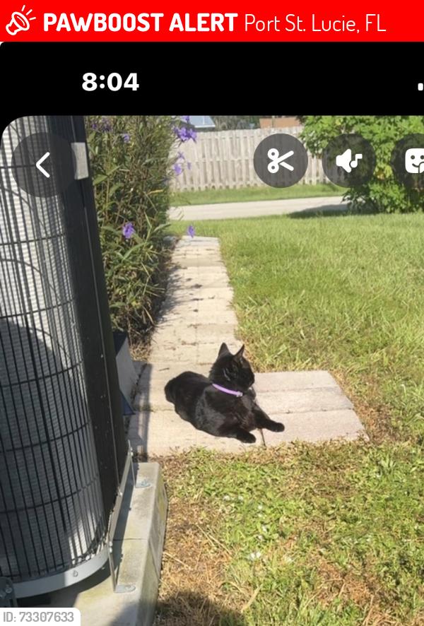 Lost Male Cat last seen Violet and Curtis Street, Port St. Lucie, FL 34983