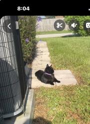 Lost Male Cat last seen Violet and Curtis Street, Port St. Lucie, FL 34983
