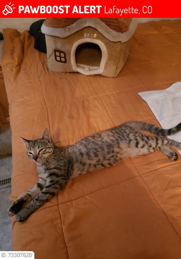 Lost Female Cat last seen baseline rd and 119th, Lafayette, CO 80026