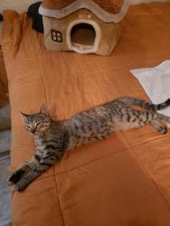 Lost Female Cat last seen baseline rd and 119th, Lafayette, CO 80026