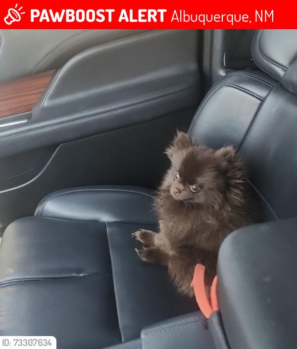 Lost Female Dog last seen Isleta and Camino rael, Albuquerque, NM 87105