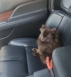 Lost Female Dog last seen Isleta and Camino rael, Albuquerque, NM 87105