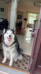 Reunited Male Dog last seen Whispering Trail, St. Charles, IL 60175