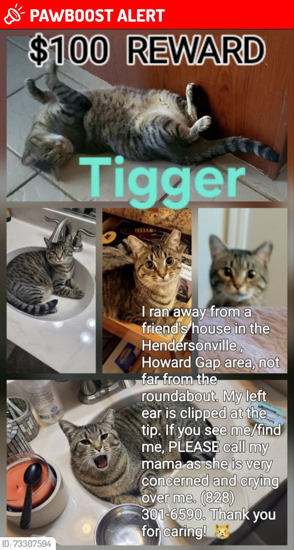 Lost Male Cat last seen Brookside Camp Road, Merseyside, England L35 5DX