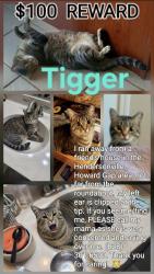Lost Male Cat last seen Brookside Camp Road, Merseyside, England L35 5DX