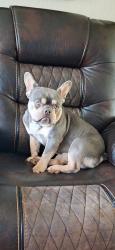 Reunited Male Dog last seen Apalachee and Tally Ann, Tallahassee, FL 32311