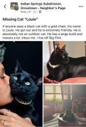 Lost Male Cat last seen Big Flint, Grovetown, GA 30813